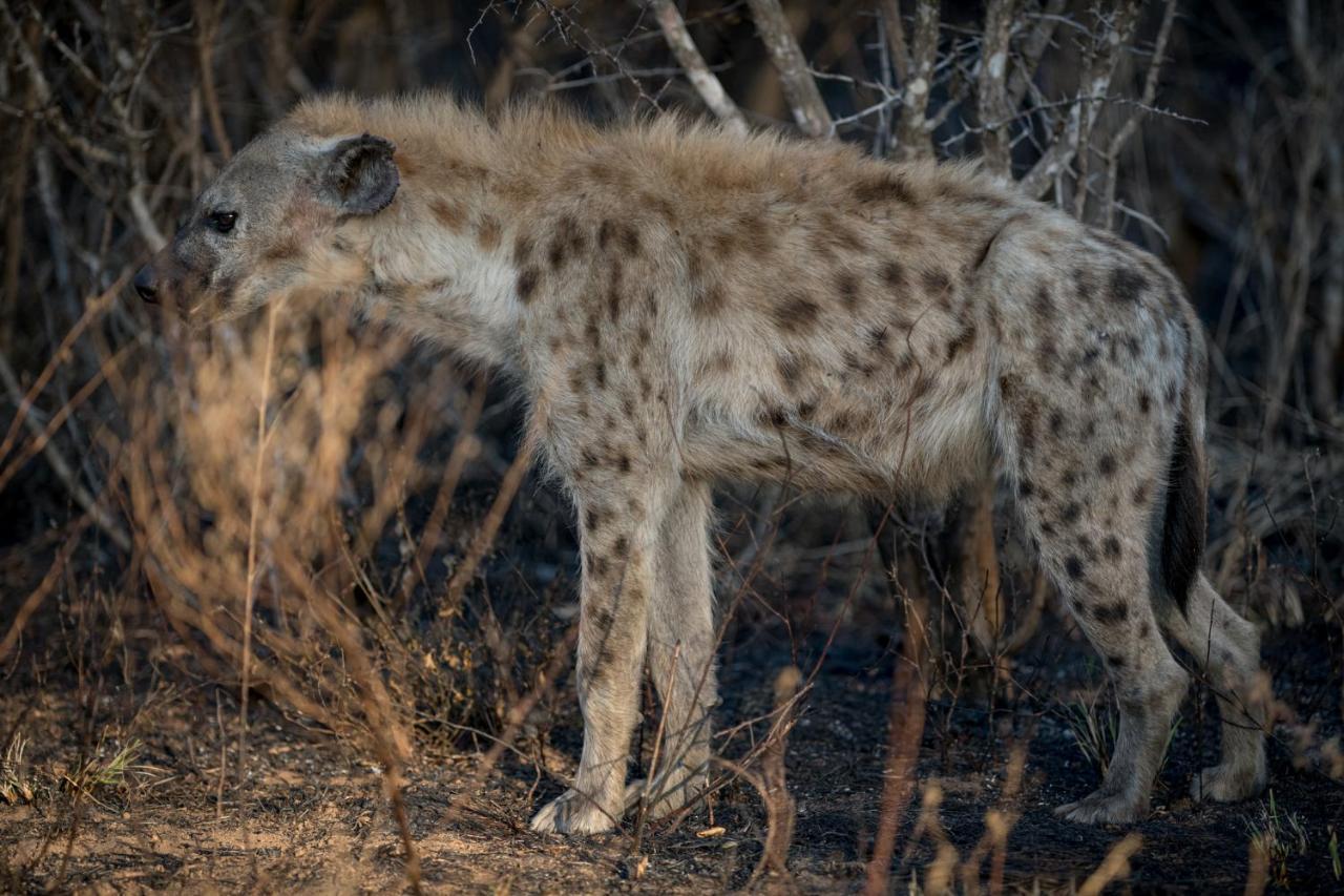 Nkuhlu Tented Camp Skukuza Εξωτερικό φωτογραφία