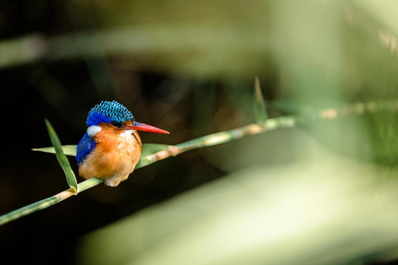 Nkuhlu Tented Camp Skukuza Εξωτερικό φωτογραφία