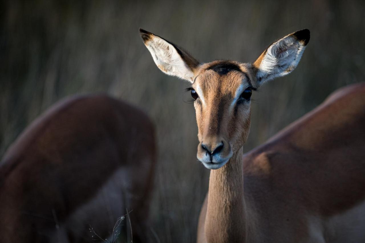 Nkuhlu Tented Camp Skukuza Εξωτερικό φωτογραφία