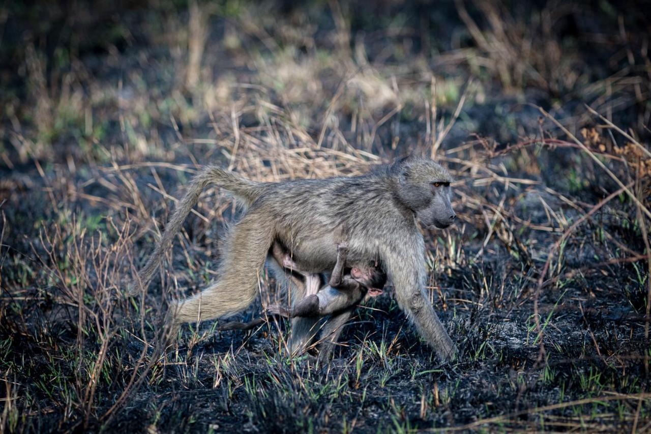 Nkuhlu Tented Camp Skukuza Εξωτερικό φωτογραφία