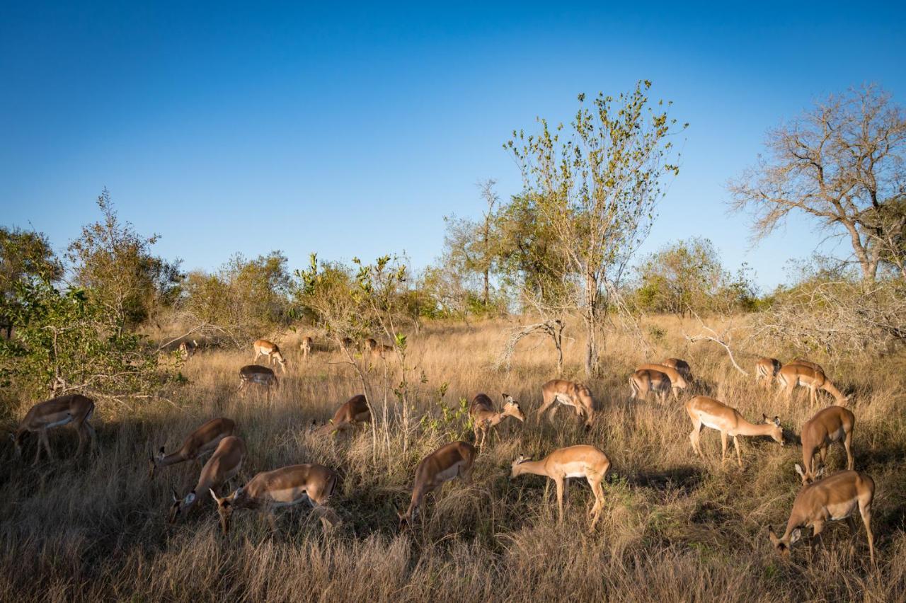 Nkuhlu Tented Camp Skukuza Εξωτερικό φωτογραφία
